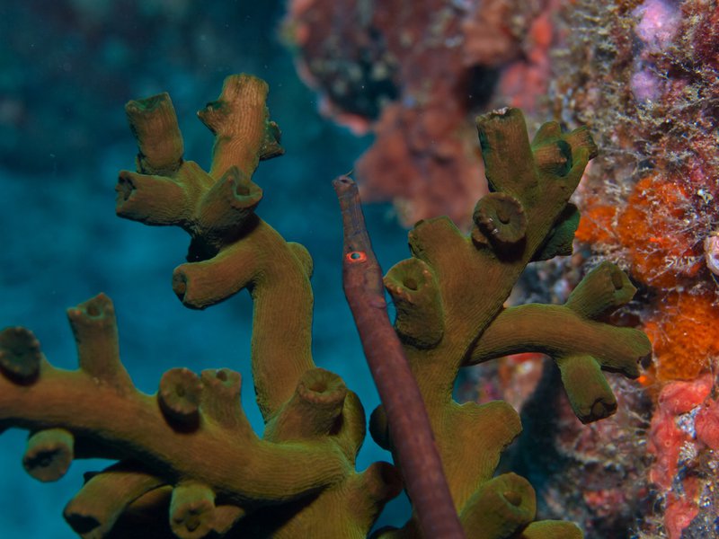 Flute fish, Rubiah Sea Garden